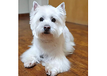 Gordon Der gepflegte Hund image Gordon Der gepflegte Hund