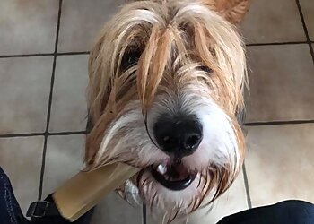 Gysenberg Vet Dr. (BG) E. Kanti image Gysenberg Vet Dr. (BG) E. Kanti