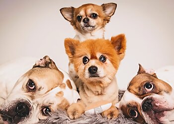 Hundefriseur Chico's Pfötchen photo Hundefriseur Chico's Pfötchen