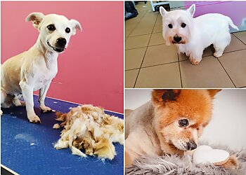 Hundefriseur Chico's Pfötchen image Hundefriseur Chico's Pfötchen