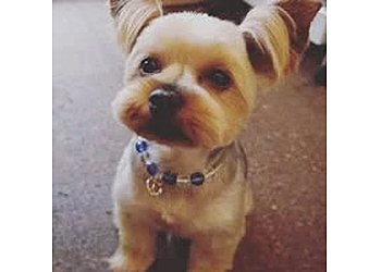 Hundefriseur Momo Nürnberg photo Hundefriseur Momo Nürnberg