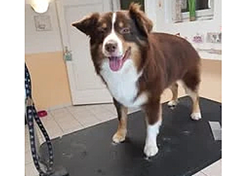 Hundefriseur Momo Nürnberg image Hundefriseur Momo Nürnberg