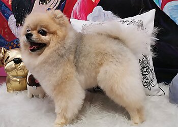 Hundepflege München photo Hundepflege München