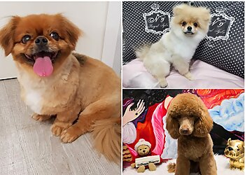 Hundepflege München image Hundepflege München