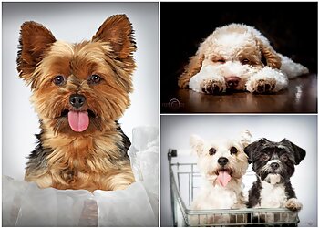 Hundepflege Reinders image Hundepflege Reinders