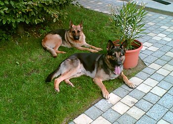 Hundesalon 4 Pfoten photo Hundesalon 4 Pfoten