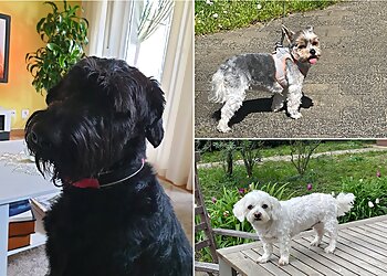 Hundesalon 4 Pfoten image Hundesalon 4 Pfoten