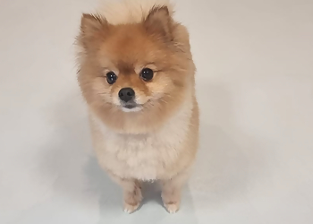 Hundesalon Alisa photo Hundesalon Alisa