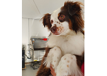 Hundesalon Alisa image Hundesalon Alisa