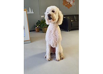 Hundesalon Alisa