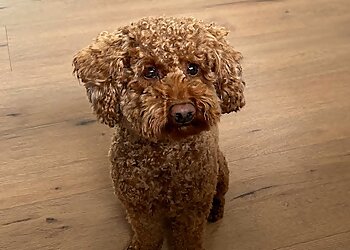 Hundesalon Angie image Hundesalon Angie