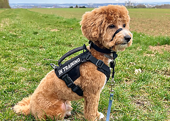 Hundesalon Baum image Hundesalon Baum