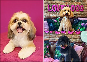 Hundesalon Fellmeister by Francisco image Hundesalon Fellmeister by Francisco