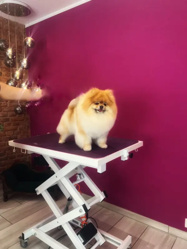 images/HundesalonFellmeisterbyFrancisco-Frankfurt-DE-review-1