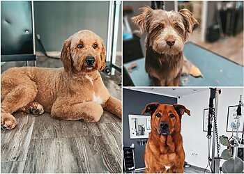 Hundesalon Fellwechsel image Hundesalon Fellwechsel