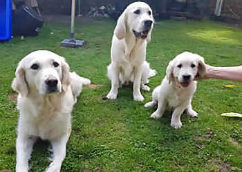 Hundesalon Goldene Fellnasen photo Hundesalon Goldene Fellnasen