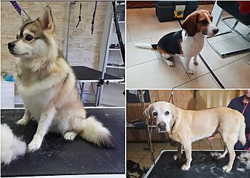 Hundesalon Goldene Fellnasen image Hundesalon Goldene Fellnasen