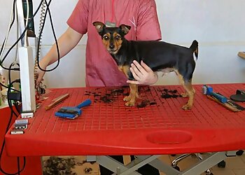 Hundesalon-Halle Molly & Felix image Hundesalon-Halle Molly & Felix