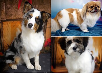 Hundesalon Hitschie image Hundesalon Hitschie