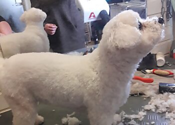 Hundesalon Kerstin photo Hundesalon Kerstin