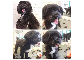 Hundesalon Kerstin image Hundesalon Kerstin