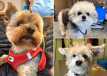 Hundesalon La Bello Dresden image Hundesalon La Bello Dresden