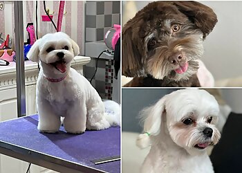 Hundesalon Montiago image Hundesalon Montiago