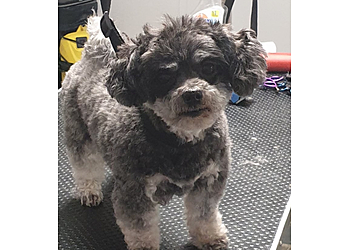 Hundesalon Spafordogs image Hundesalon Spafordogs