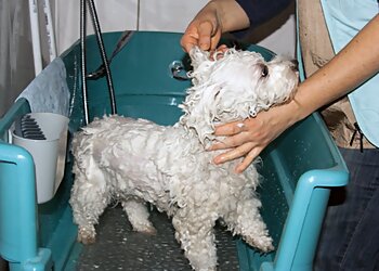 Hundesalon Teddy photo Hundesalon Teddy