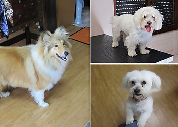 Hundesalon Teddy image Hundesalon Teddy