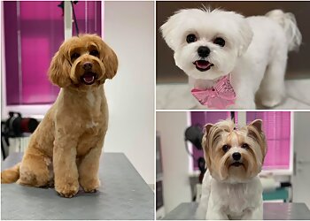 Hundesalon und Hundefriseurschule Noll image Hundesalon und Hundefriseurschule Noll