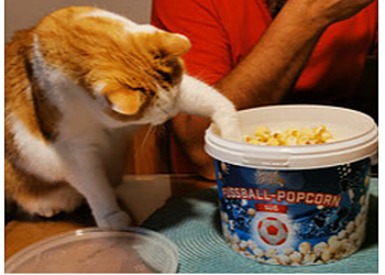 Katzensitter München West photo Katzensitter München West