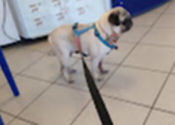 Kleintierklinik Am Tierheim Lübeck GbR photo Kleintierklinik Am Tierheim Lübeck GbR