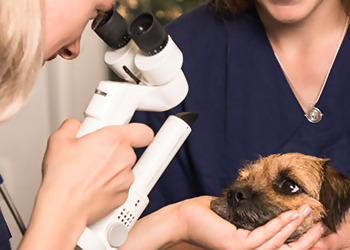 Kleintierpraxen Kaarster- & Weberstraße image Kleintierpraxen Kaarster- & Weberstraße