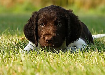 Kleintierpraxis Dr. Christoph Höptner image Kleintierpraxis Dr. Christoph Höptner