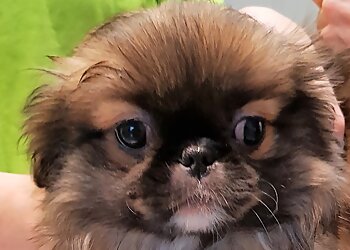 Kleintierpraxis Dr. Melfsen-Jessen image Kleintierpraxis Dr. Melfsen-Jessen