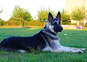 Kleintierpraxis Dr. Strauß image Kleintierpraxis Dr. Strauß