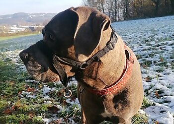 Kleintierpraxis Dr. med. vet. Dolas Ngarwate image Kleintierpraxis Dr. med. vet. Dolas Ngarwate