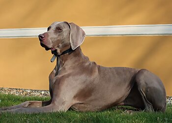 Kleintierpraxis Dr. med. vet. Jörg Mewes image Kleintierpraxis Dr. med. vet. Jörg Mewes