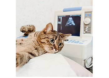 Kleintierpraxis Dr. med. vet. Kallweit photo Kleintierpraxis Dr. med. vet. Kallweit