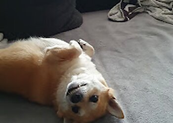 Kleintierpraxis Piestrzonek photo Kleintierpraxis Piestrzonek