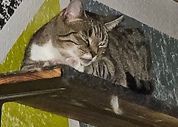 Kleintierpraxis Piestrzonek image Kleintierpraxis Piestrzonek