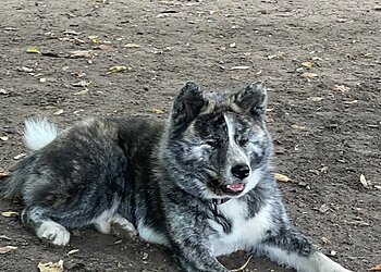 Kleintierpraxis Rita Otten image Kleintierpraxis Rita Otten