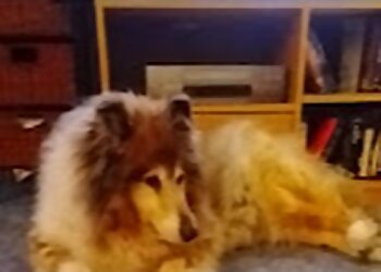 Kleintierpraxis Schneider image Kleintierpraxis Schneider