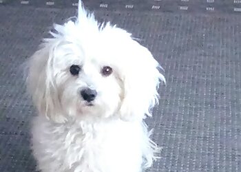 Kleintierpraxis Solingen image Kleintierpraxis Solingen