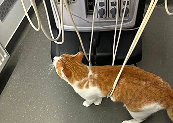 Kleintierspezialisten photo Kleintierspezialisten