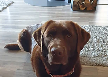 Kleintierzentrum Arz Saarbrücken image Kleintierzentrum Arz Saarbrücken