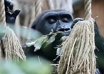 Kölner Zoo image Kölner Zoo