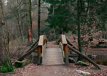 Königsforst photo Königsforst