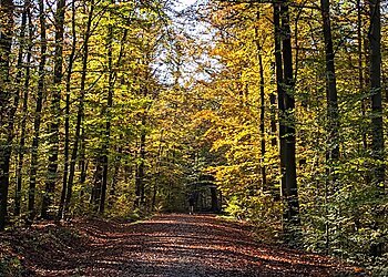 Königsforst image Königsforst